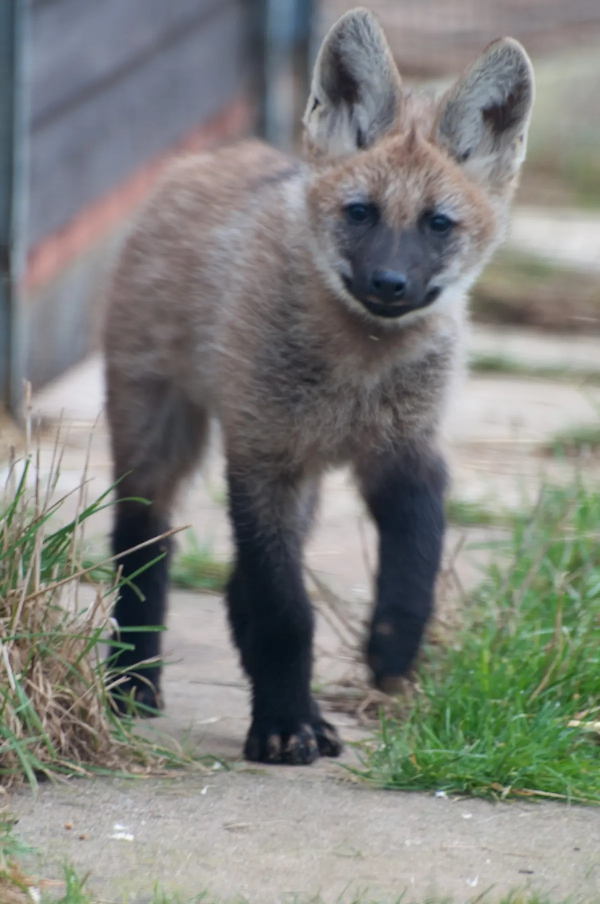 Maned wolf cub sitting upright with soft reddish fur