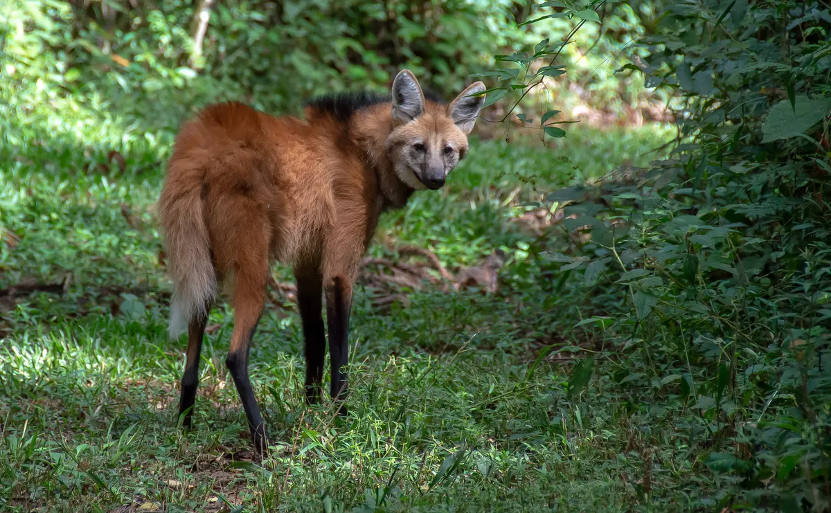 Maned wolf standing alert while searching for food