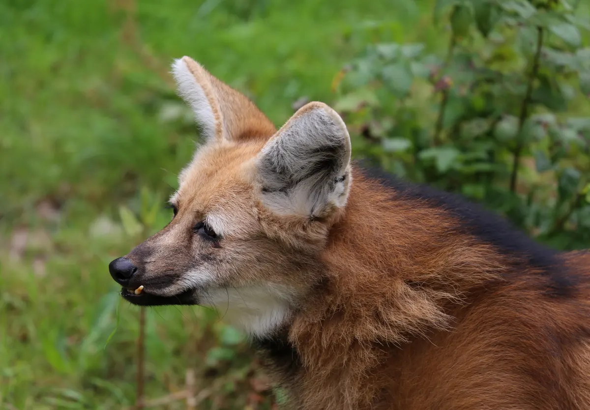 Two maned wolves resting near each other
