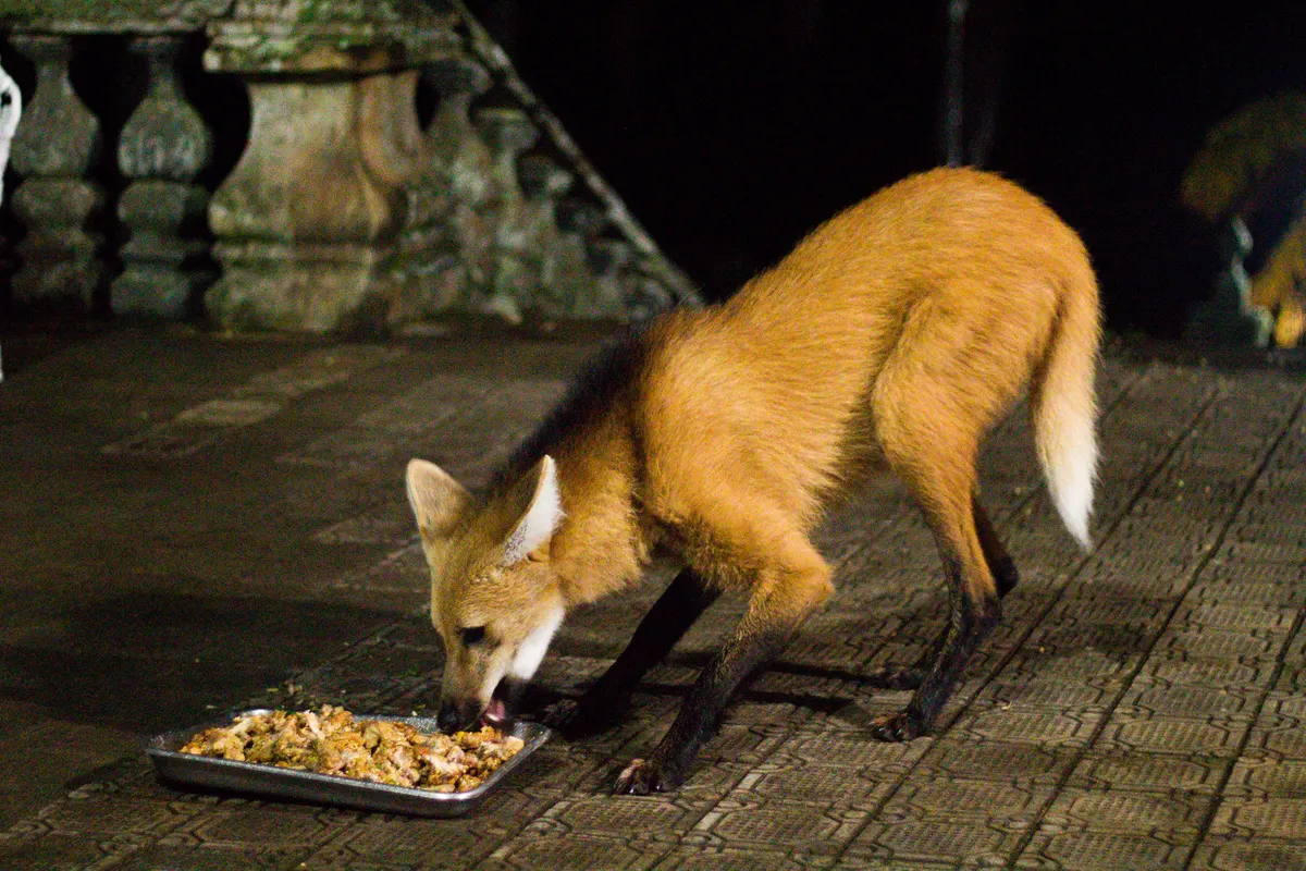 Maned wolf walking through open Brazilian highland habitat