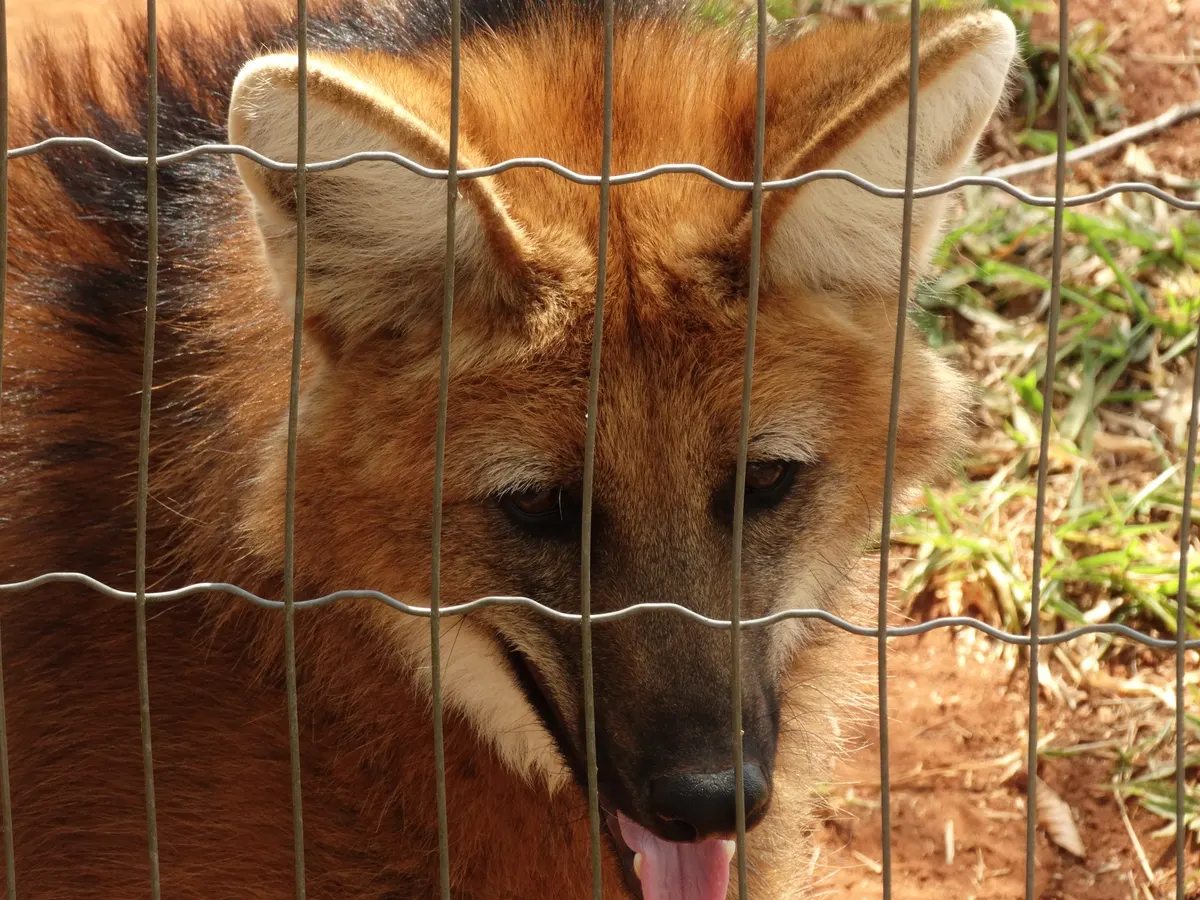 Maned wolf walking through a park landscape in Brazil