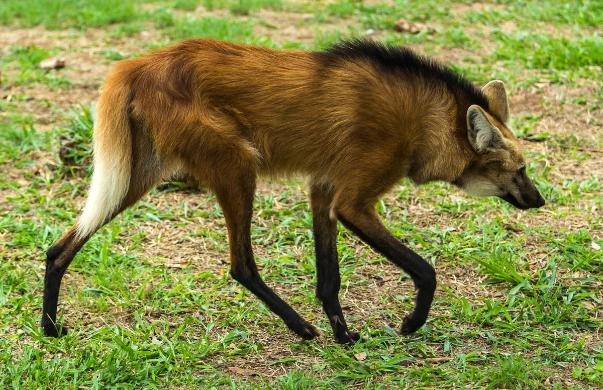 Maned wolf walking with long legs and reddish coat