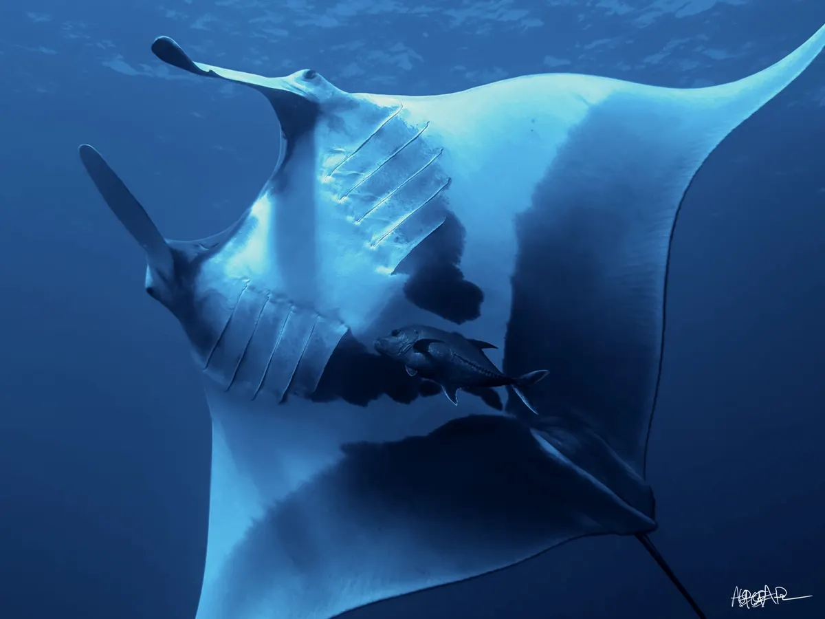 A young manta ray swimming independently