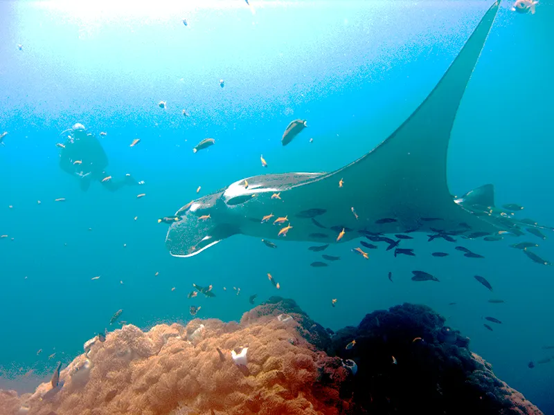 A detailed close-up showing the physical features of a Manta Ray