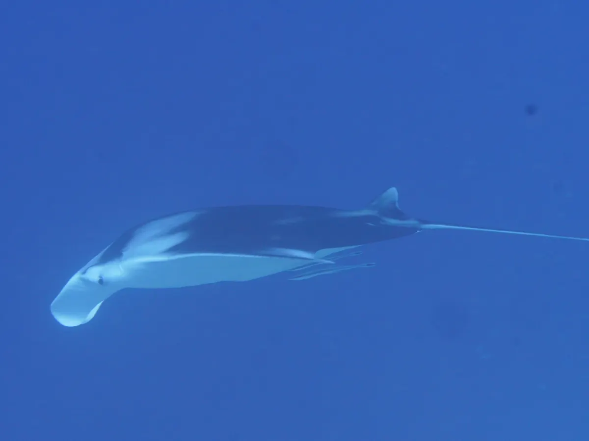 A Manta Ray finding or consuming food