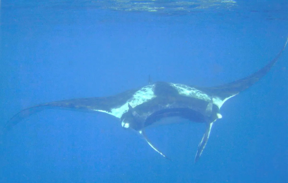 A group of Manta Rays interacting with each other