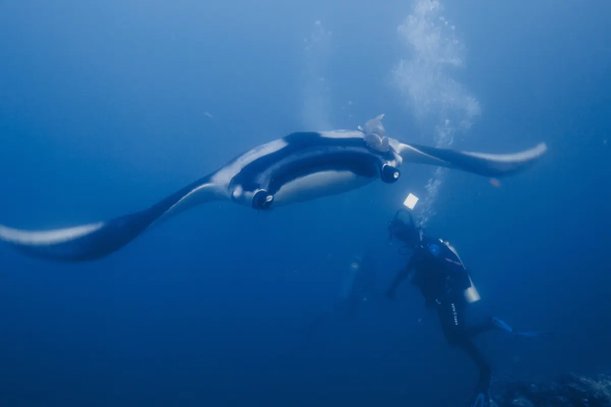 A Manta Ray navigating its natural environment
