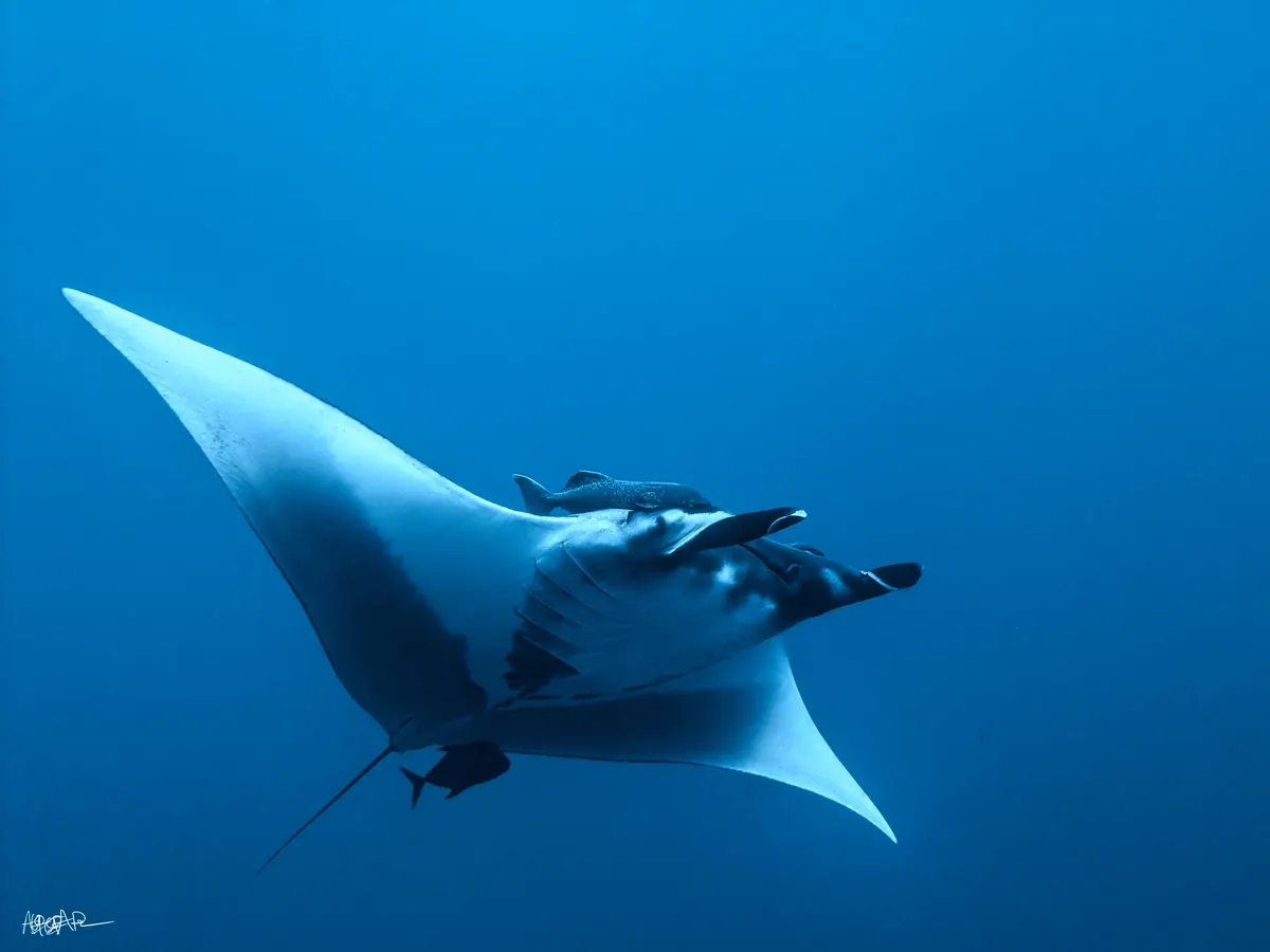 Giant Oceanic Manta Ray in its native range