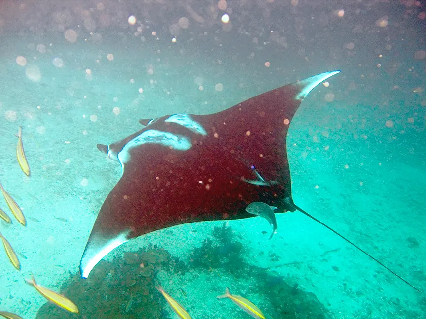 A Manta Ray finding or consuming food