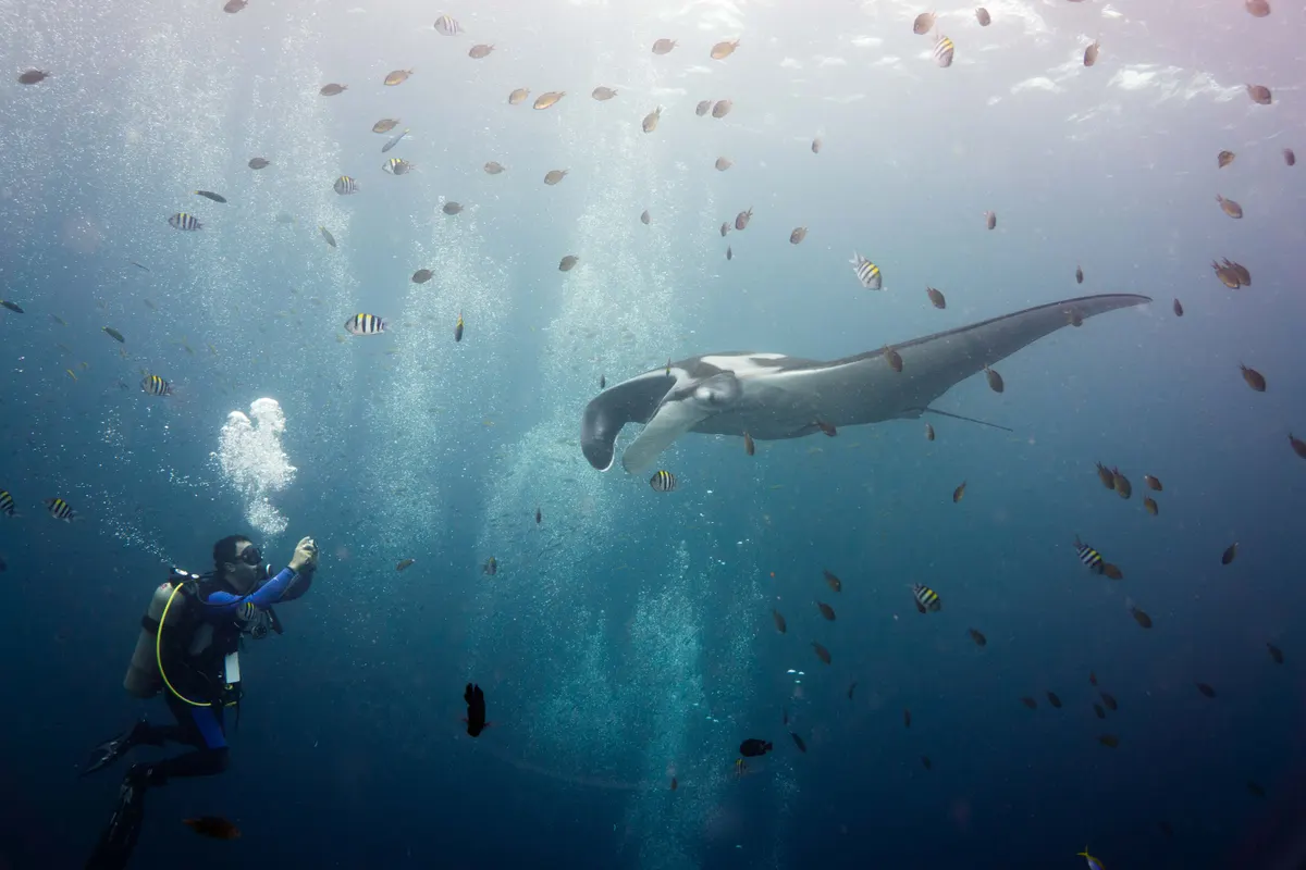 A Manta Ray navigating its natural environment