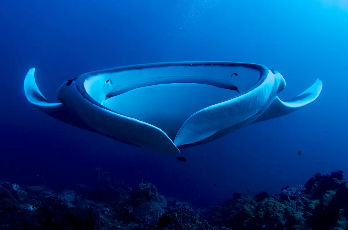 Giant oceanic manta ray gliding through deep blue water