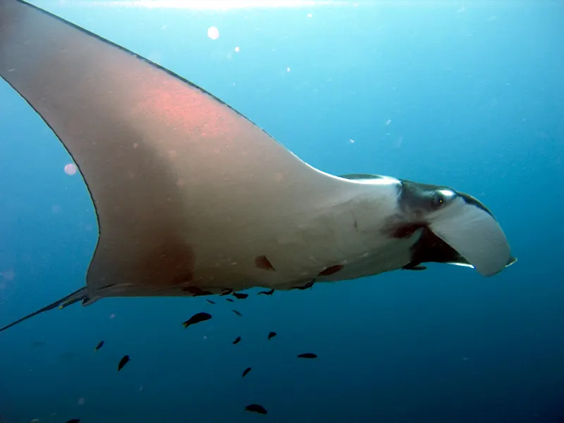 A giant oceanic manta ray cruising underwater