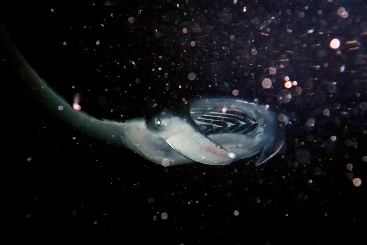 A massive manta ray feeding, showing its large size relative to surrounding fish