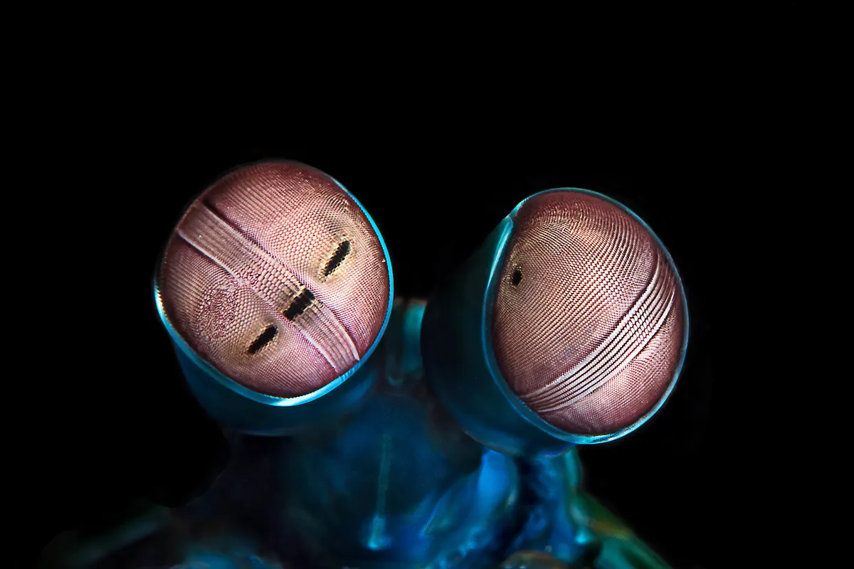 A young or baby Mantis Shrimp showing early development