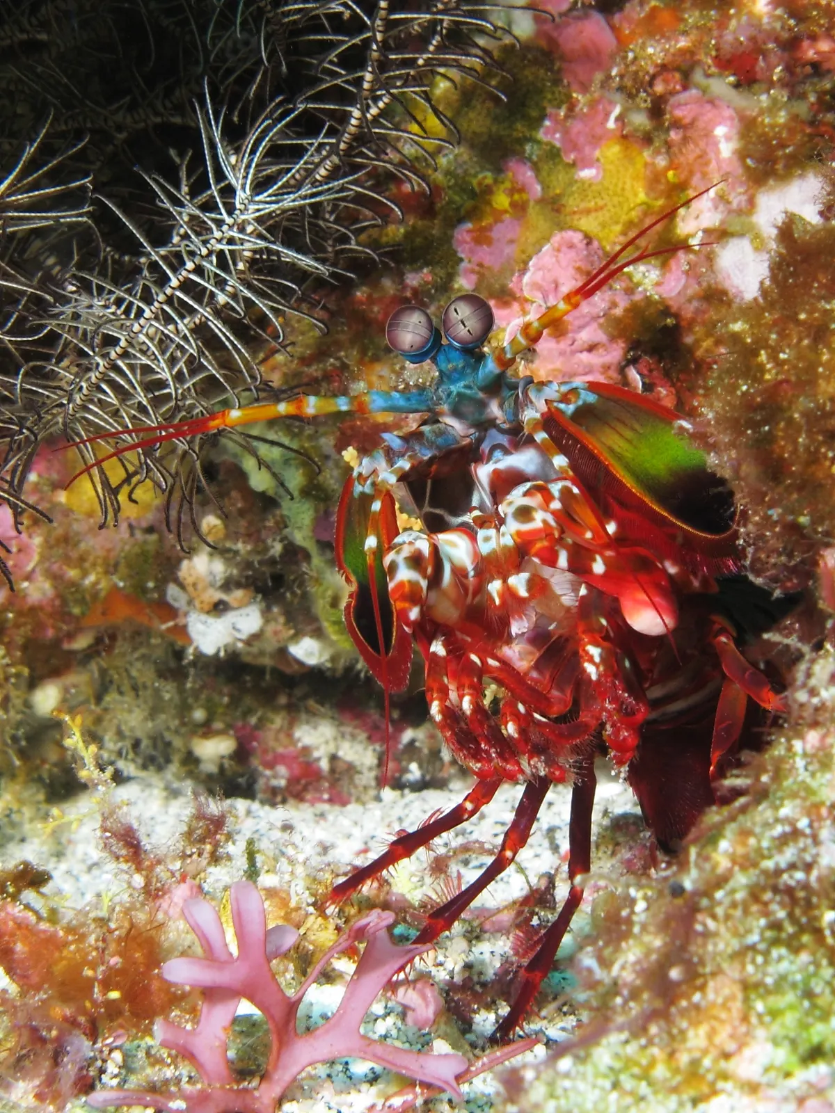 A detailed close-up showing the physical features of a Mantis Shrimp