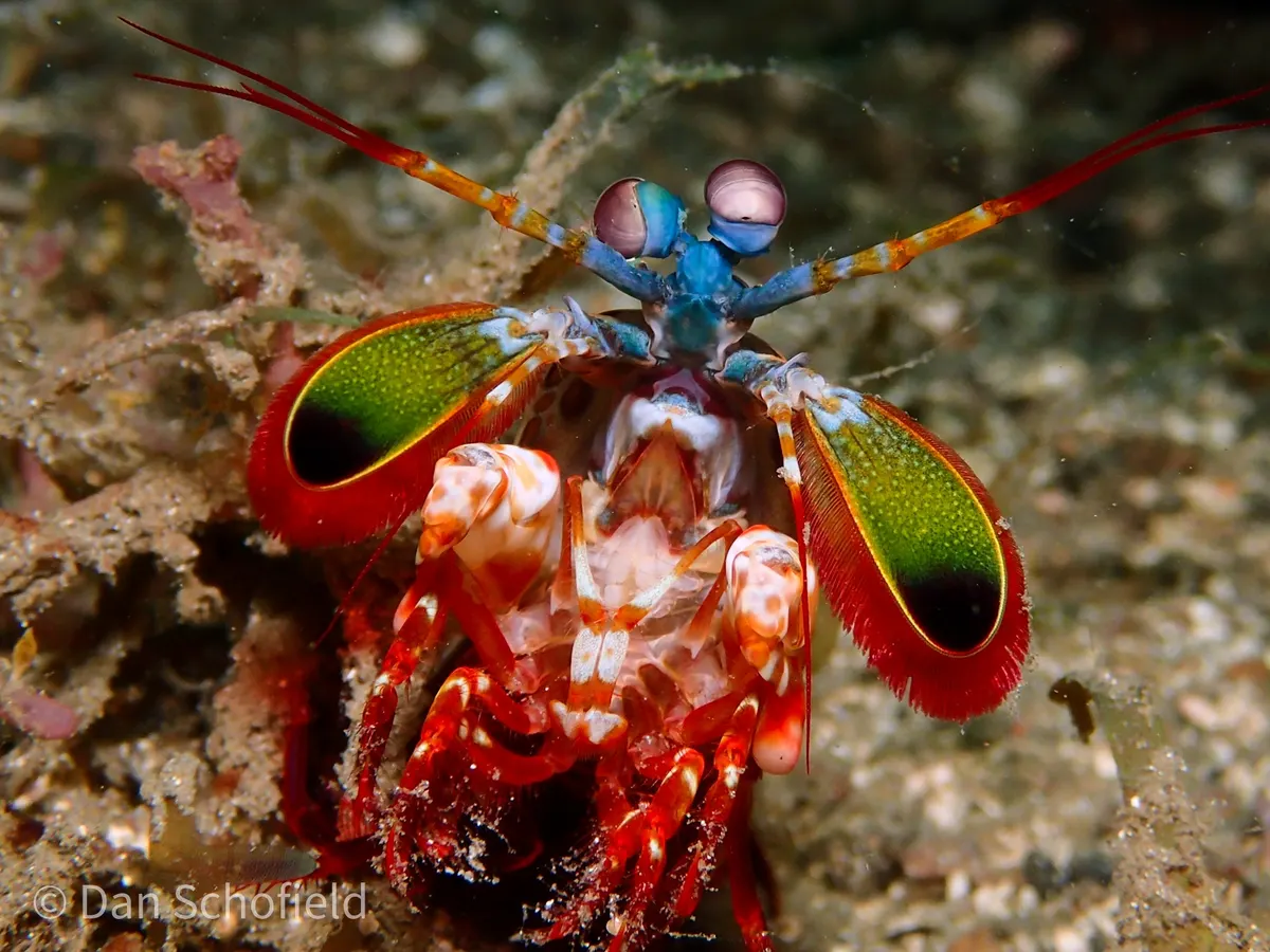A young or baby Mantis Shrimp showing early development