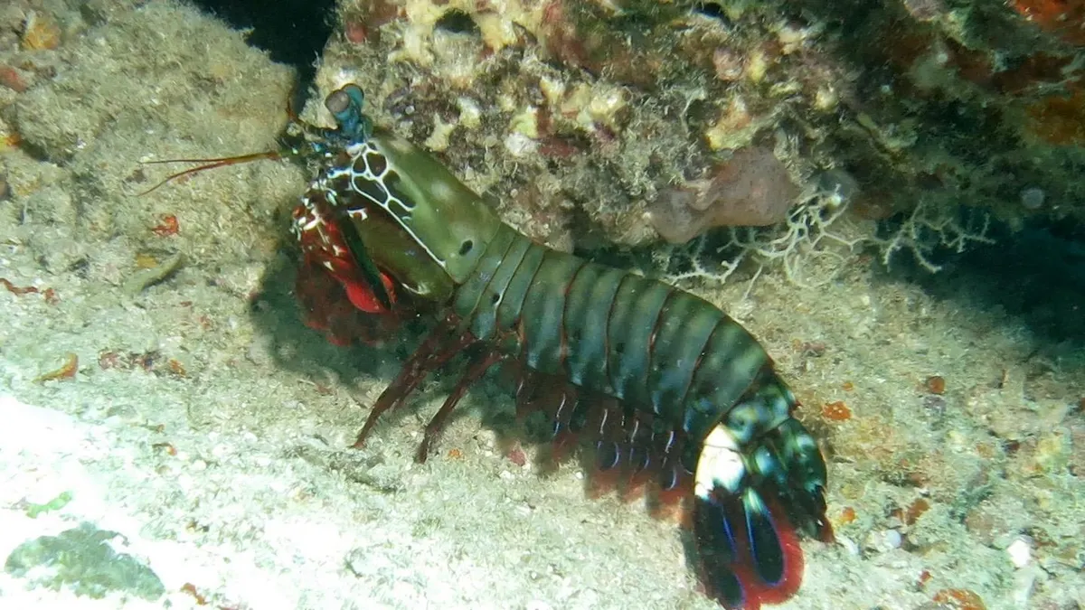 A Mantis Shrimp finding or consuming food