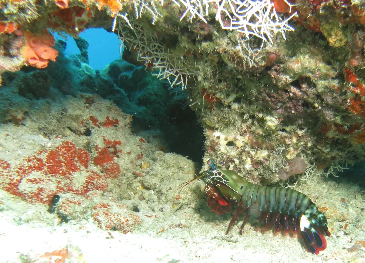 A group of Mantis Shrimps interacting with each other