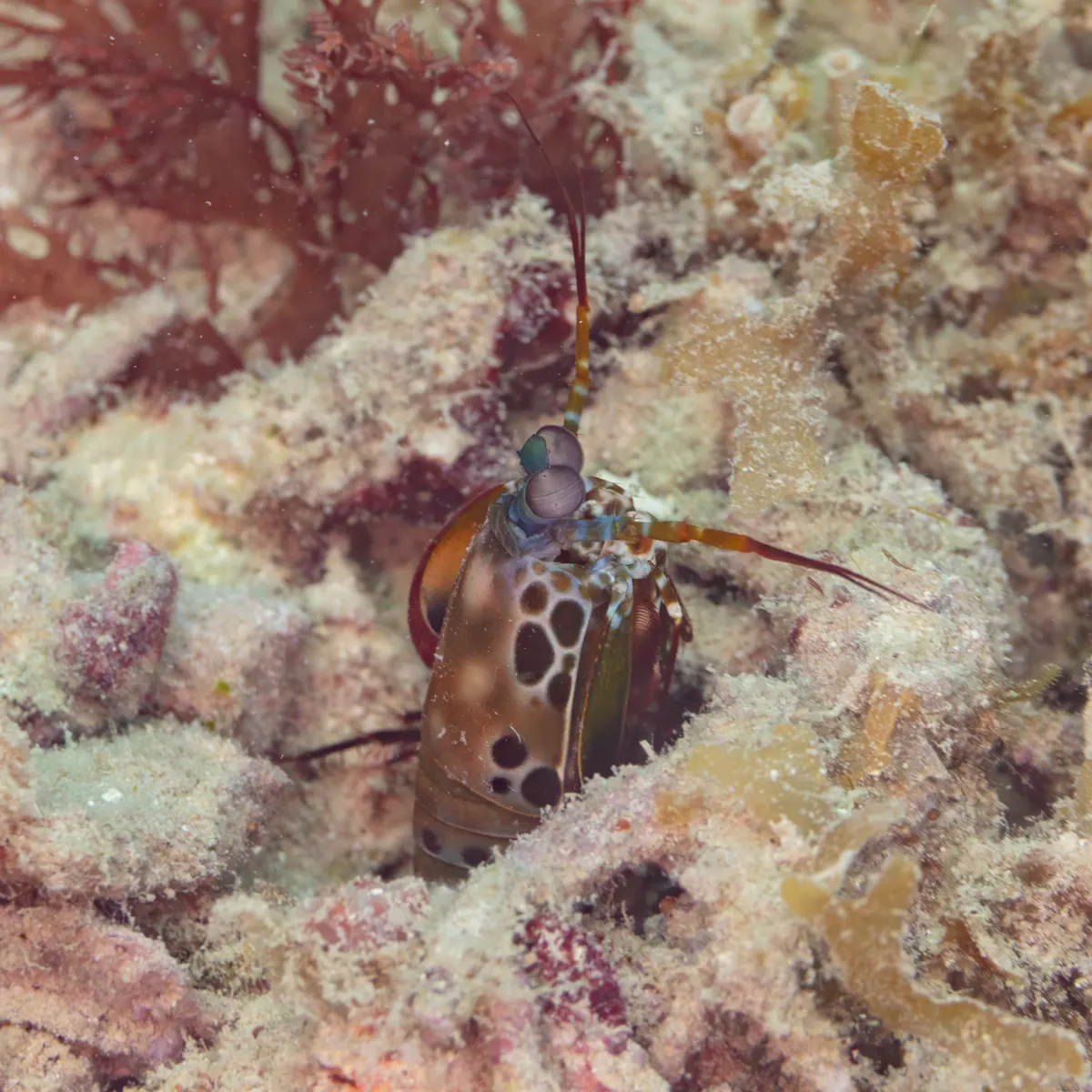 A Mantis Shrimp navigating its natural environment