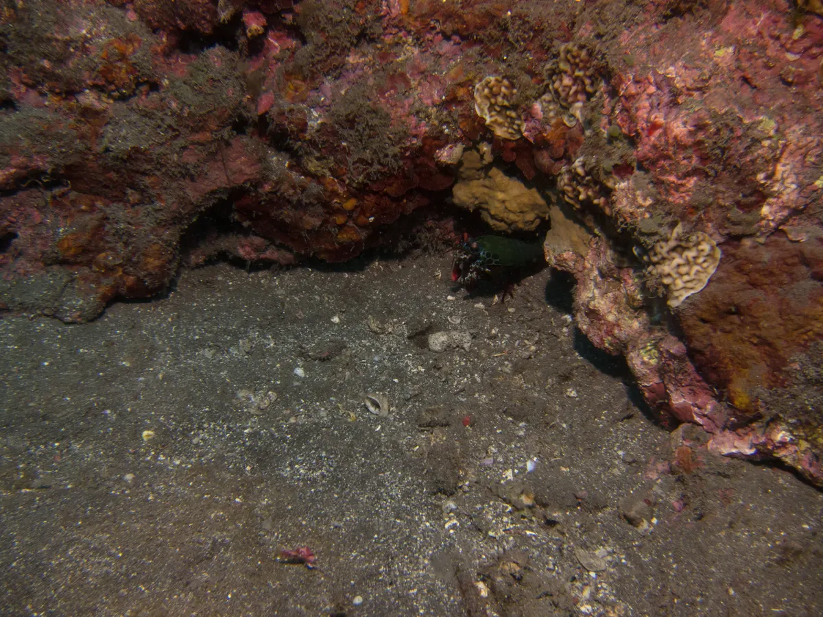 Mantis Shrimp in its native range