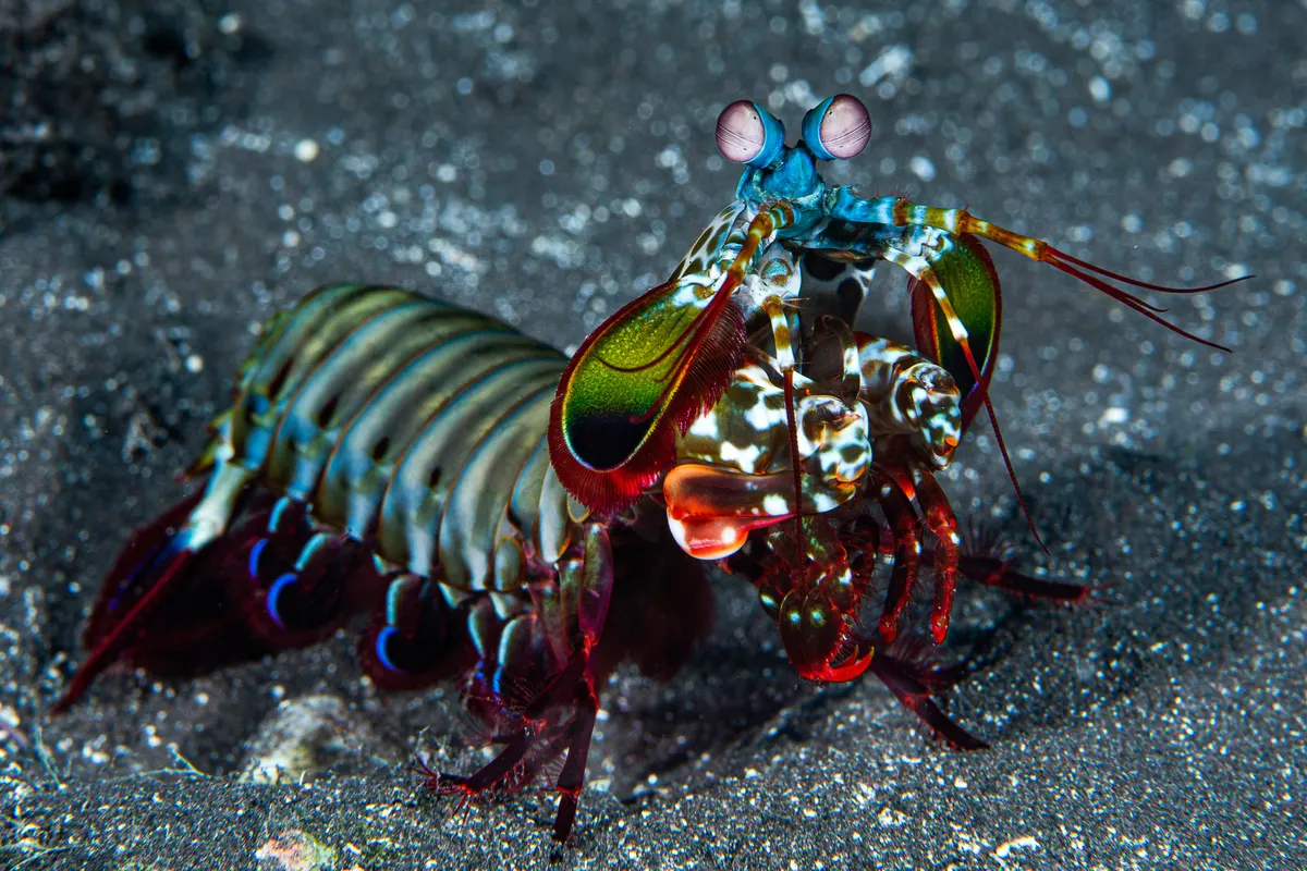 A Mantis Shrimp finding or consuming food
