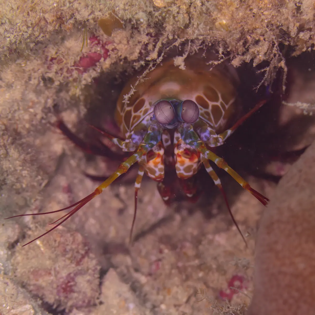 A group of Mantis Shrimps interacting with each other