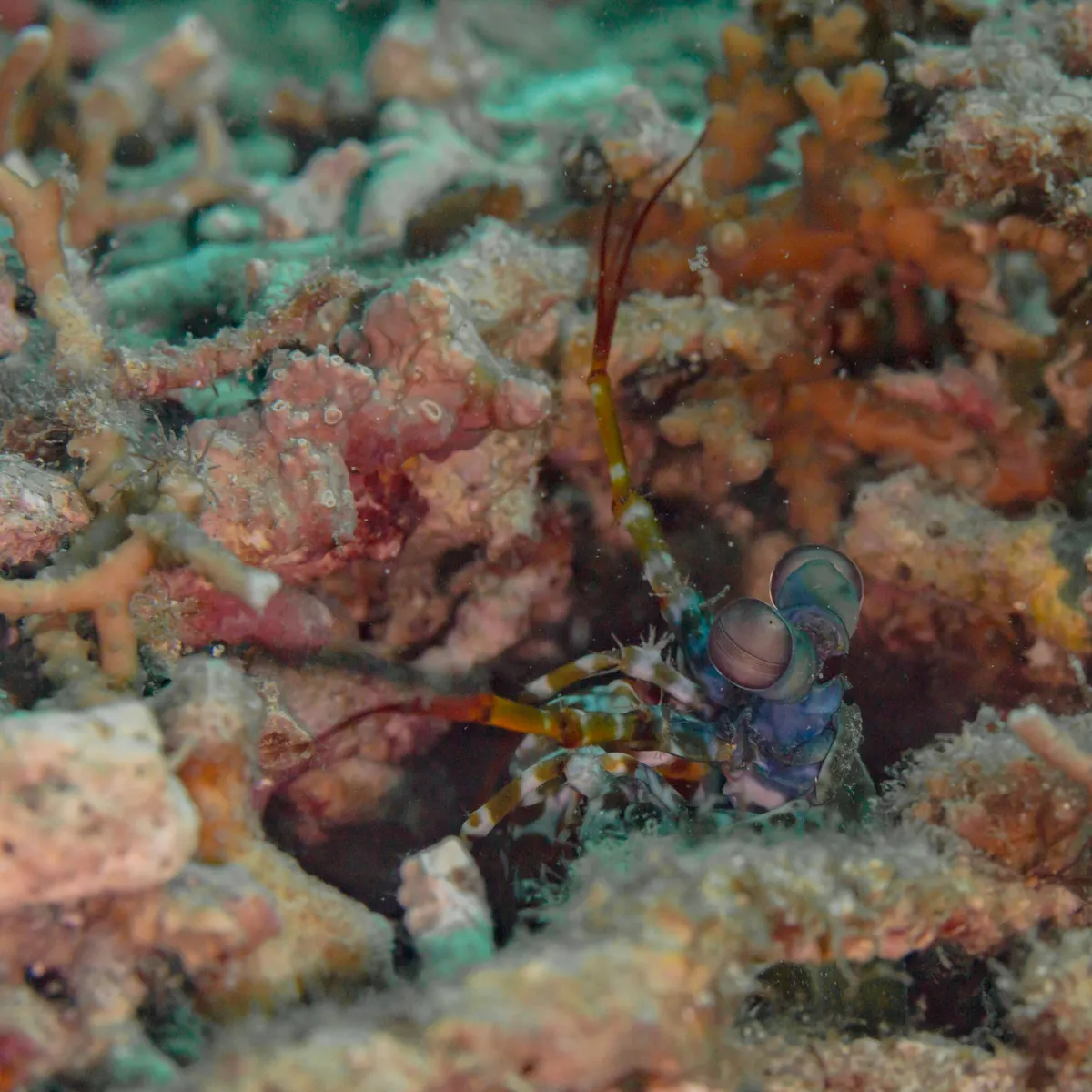 A Mantis Shrimp showing a unique behavior or adaptation
