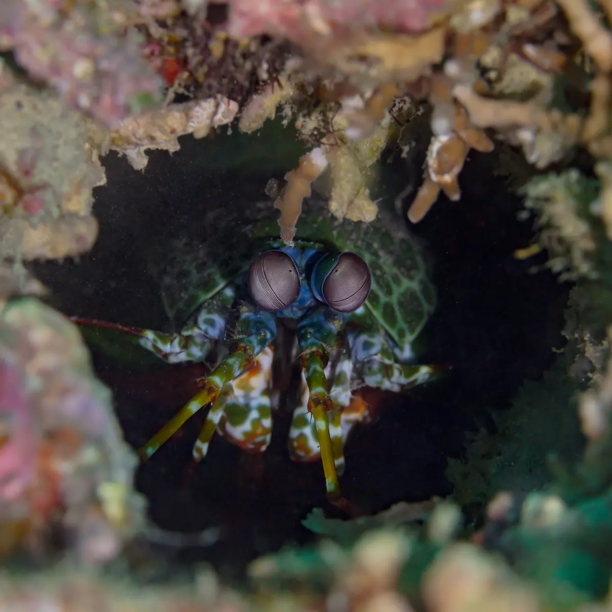 A Mantis Shrimp navigating its natural environment