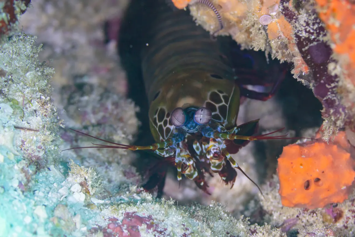 A Mantis Shrimp traveling across its geographic range