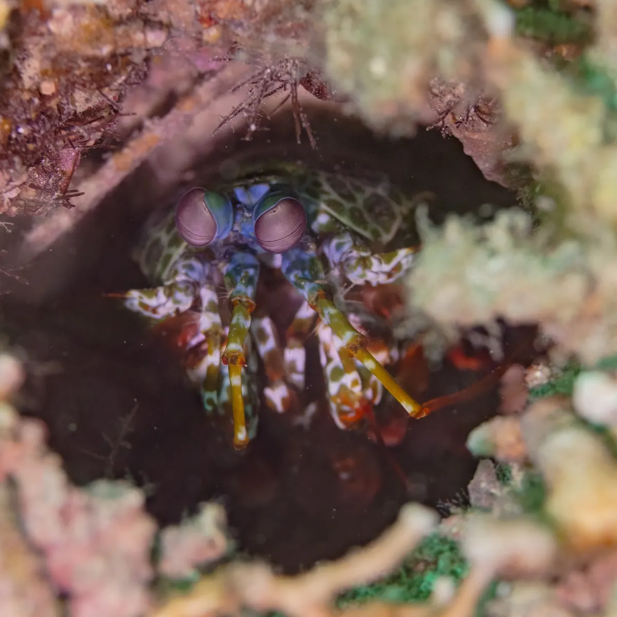 A photo showing the size of a Mantis Shrimp
