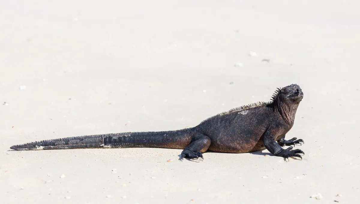 Marine iguana basking after feeding