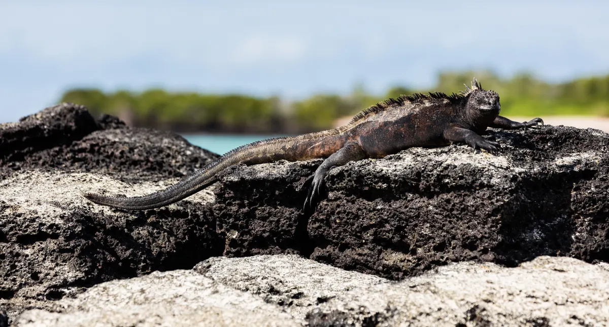 Several marine iguanas on a shoreline