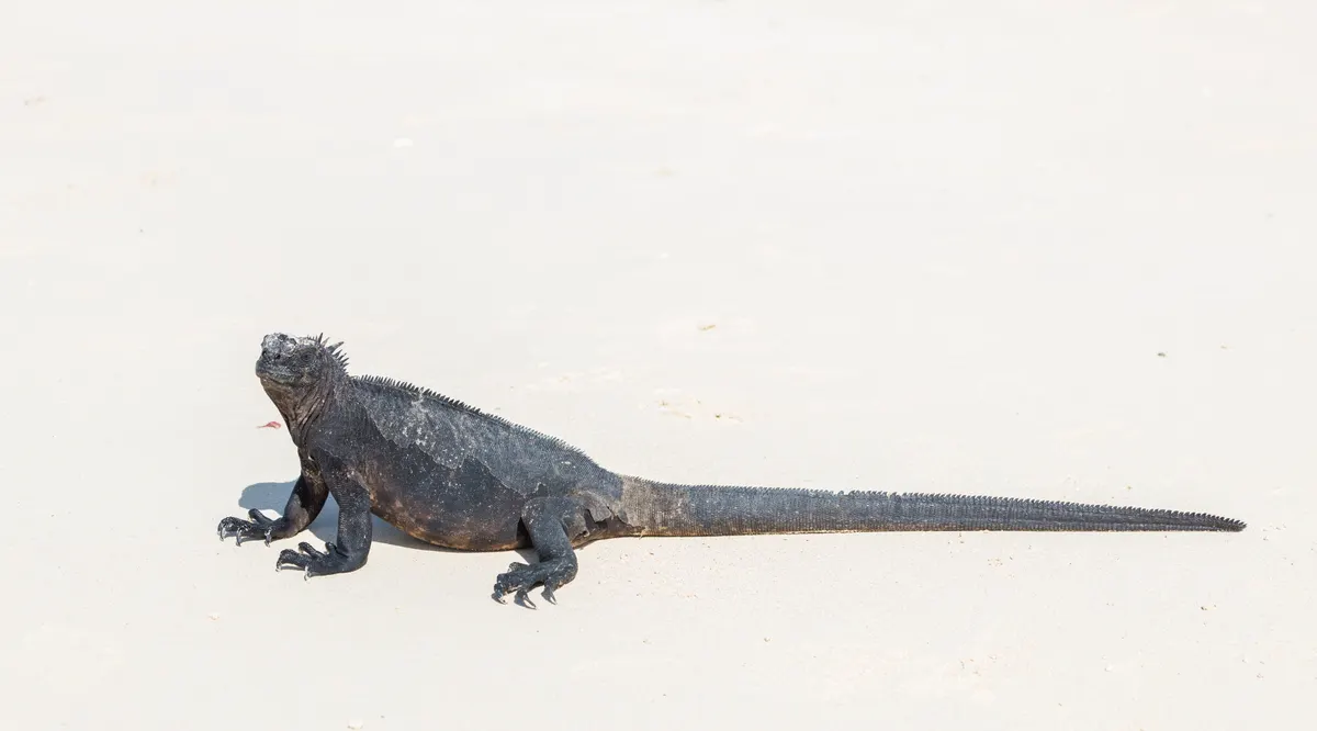 Marine iguana on black volcanic rock near the surf