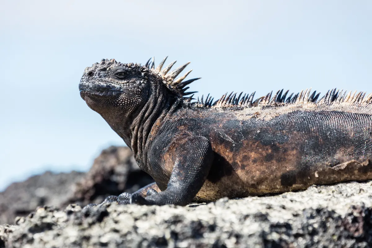 Marine iguana on a Galápagos beach