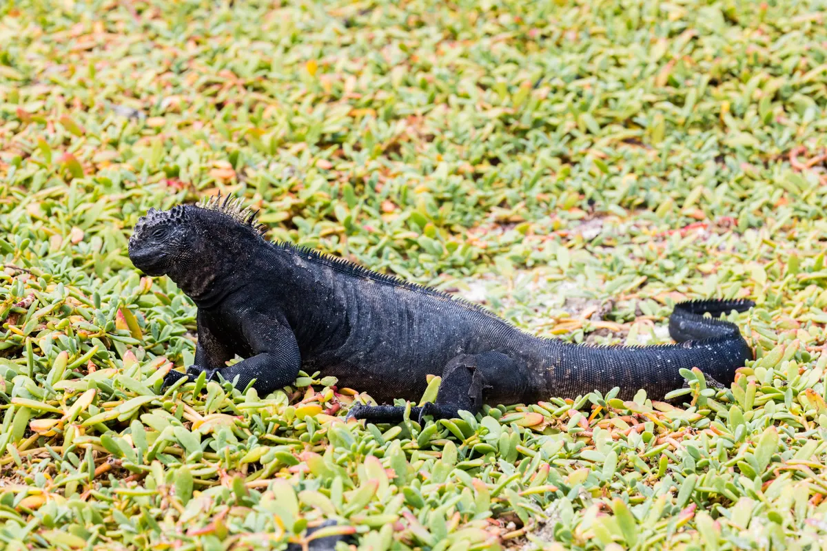 Dark marine iguana with a spiny crest resting on volcanic rock