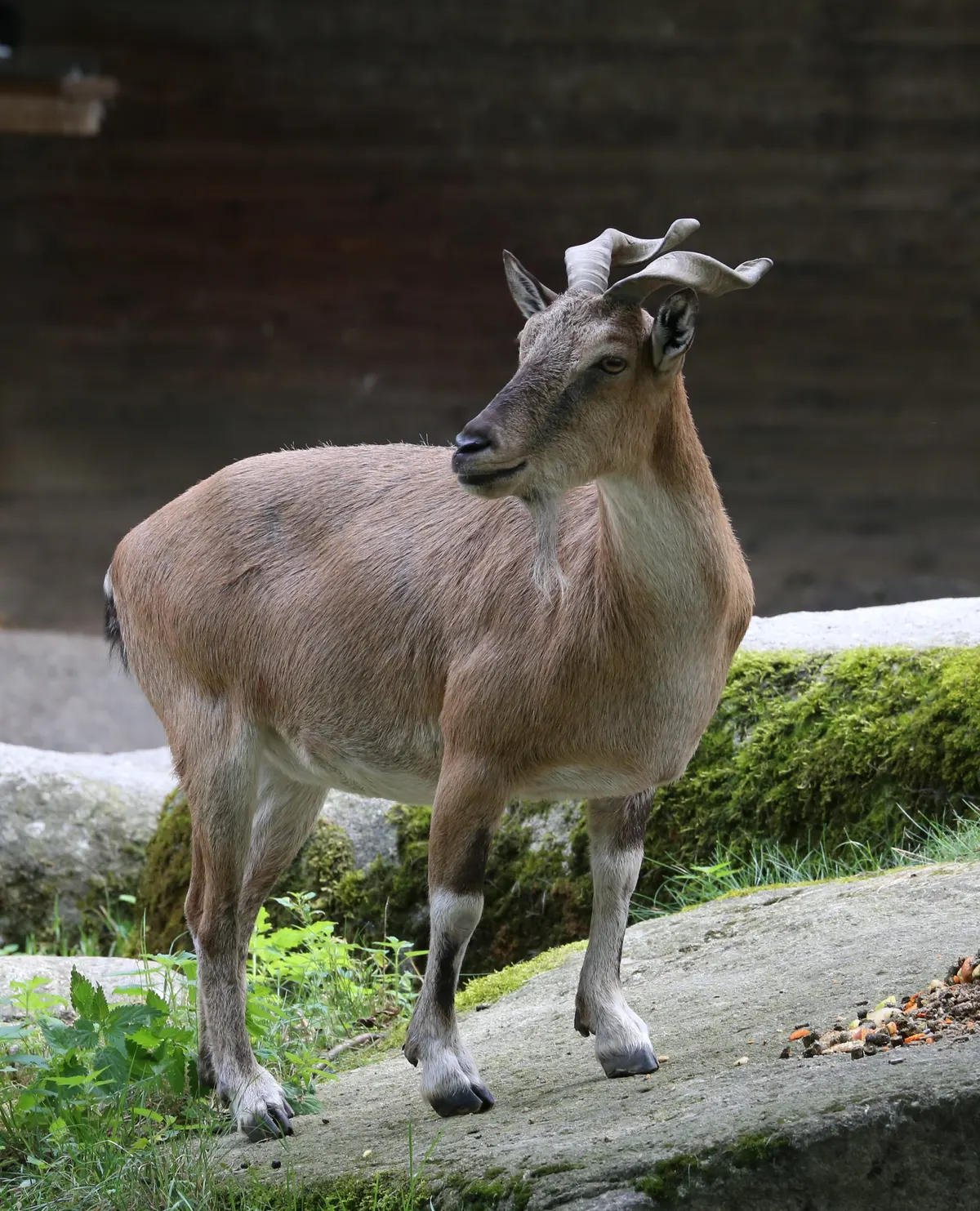 Markhor standing in profile