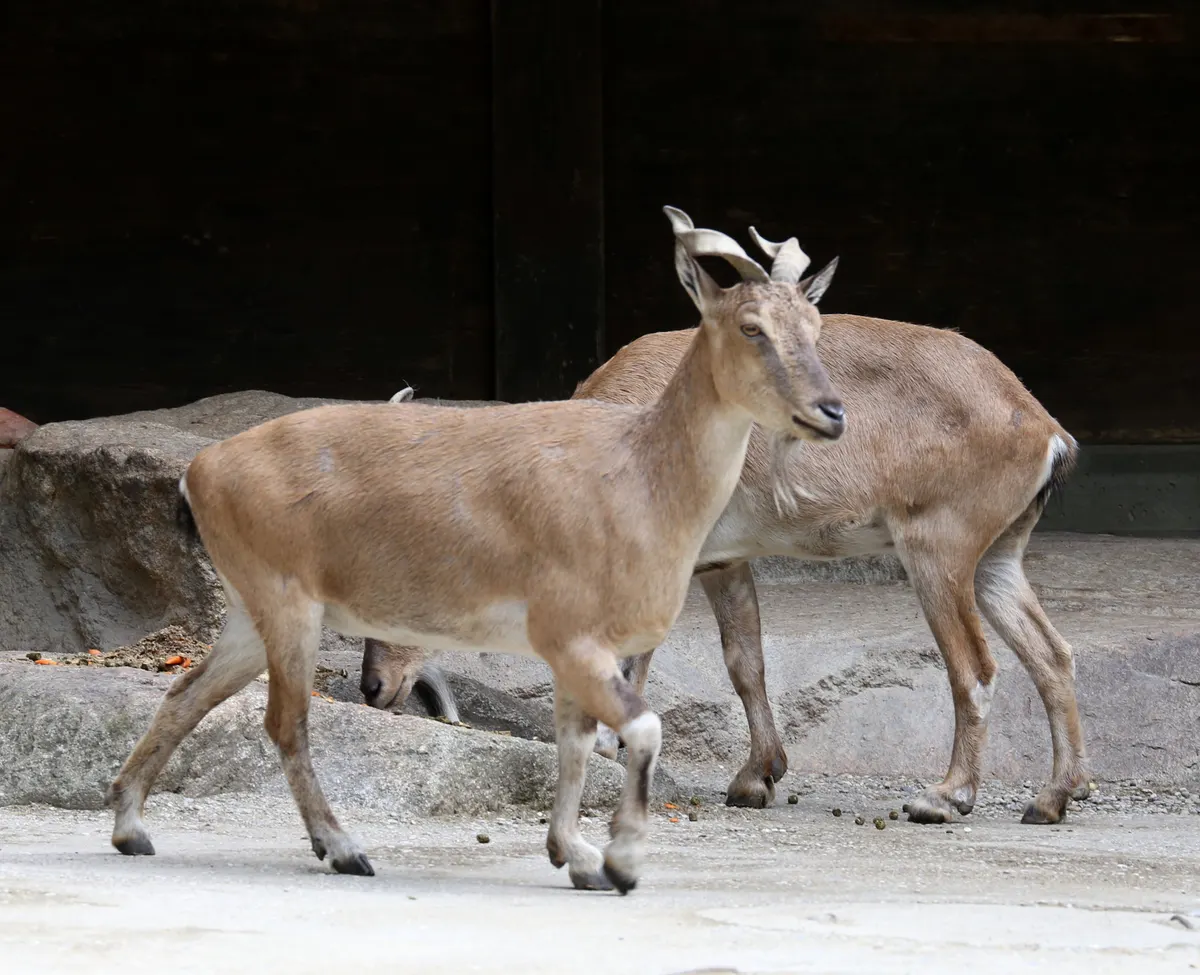 Two markhor together