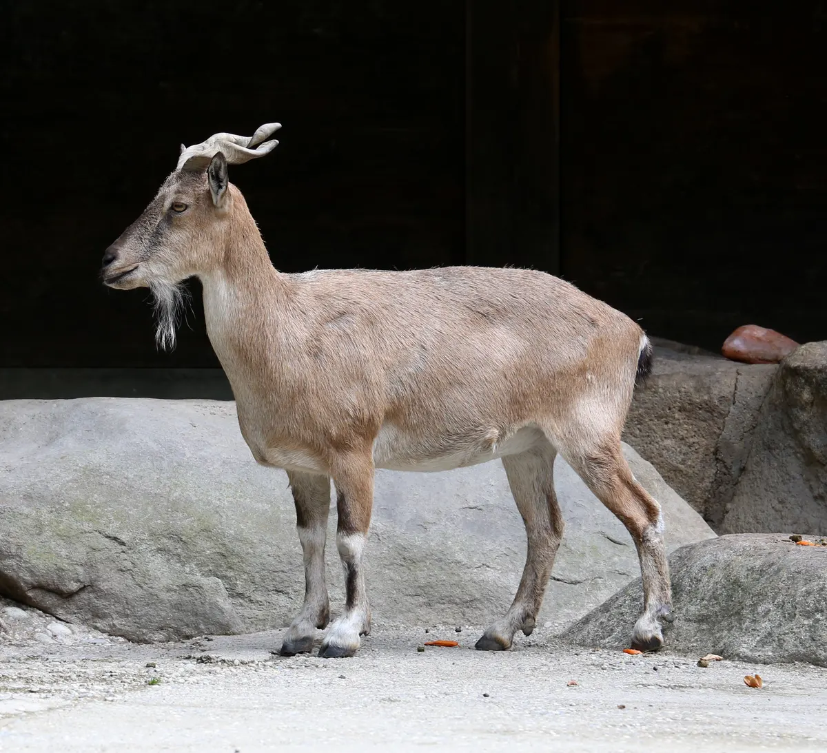 Markhor standing on rocks
