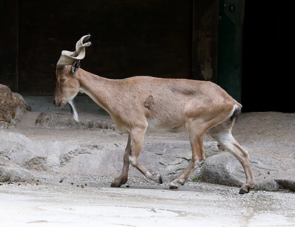 Markhor walking across rocky ground in a zoo enclosure