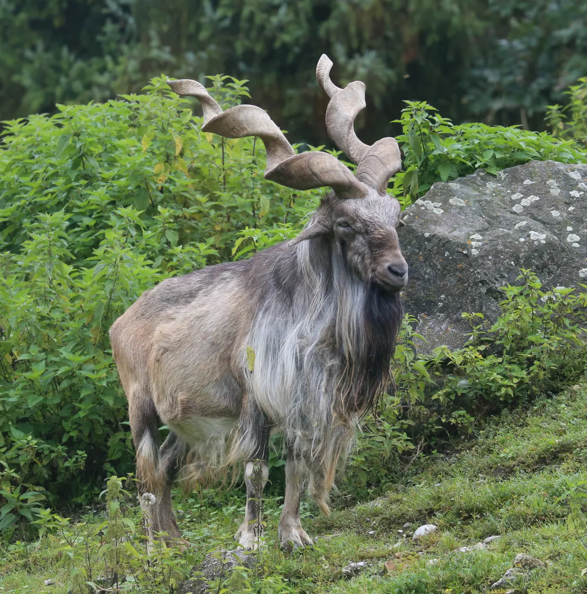 Male markhor with long spiral horns and a shaggy mane on a green slope
