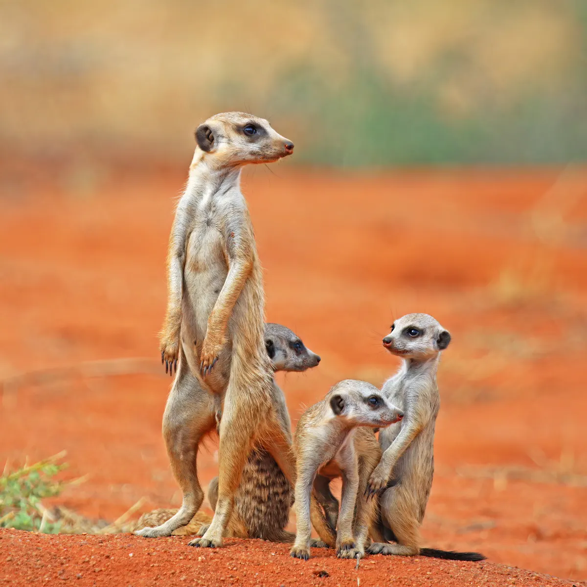 Adult meerkat with three young pups