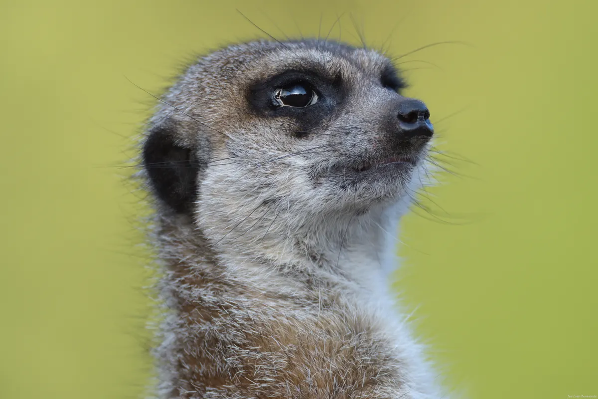Close-up of a meerkat face with dark eye patches