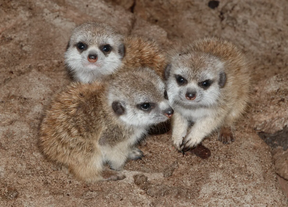 Young meerkat exploring near burrow habitat