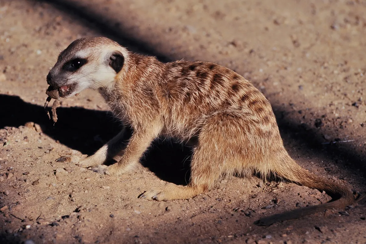 Meerkat foraging in Namibian desert habitat