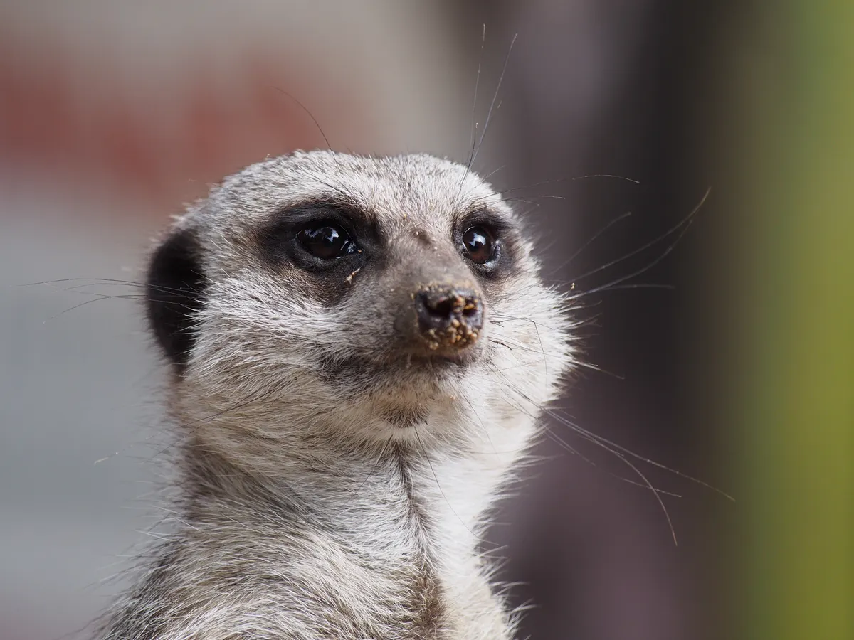 Meerkat standing upright on sentry duty