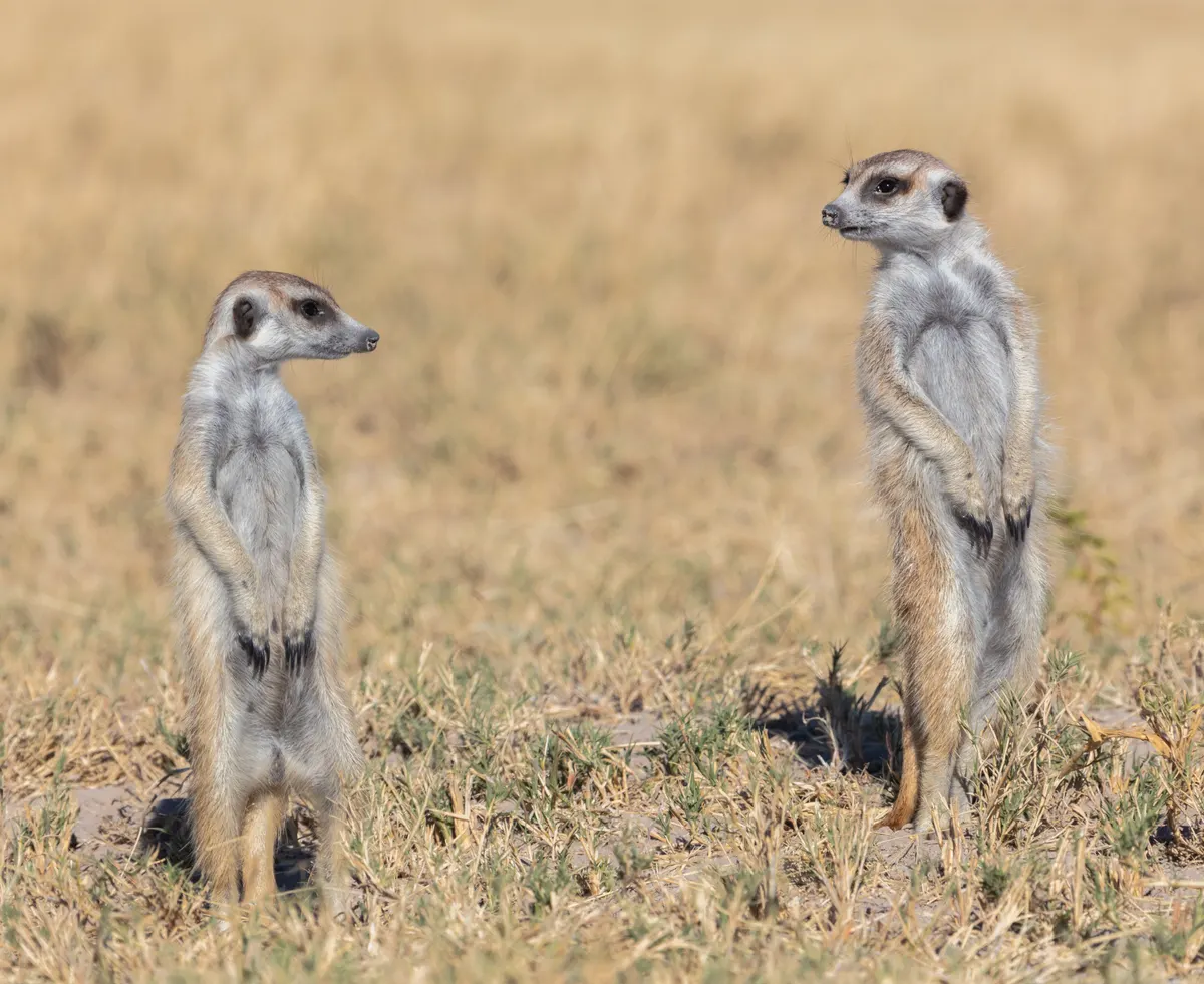 Meerkats in dry Botswana grassland habitat