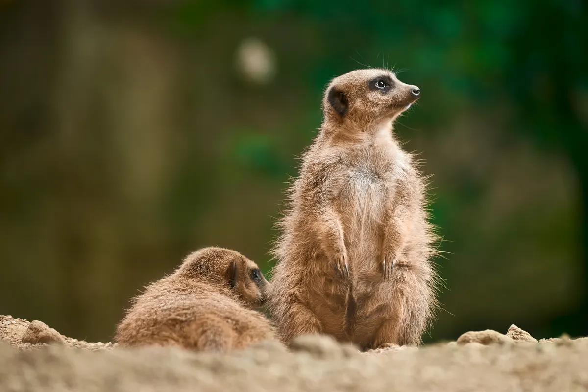 Meerkat in open habitat showing species range context