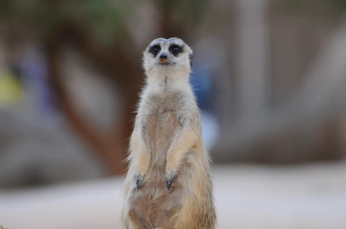 Meerkat holding food in its paws