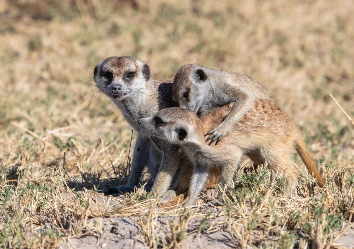 Group of meerkats together in Botswana habitat