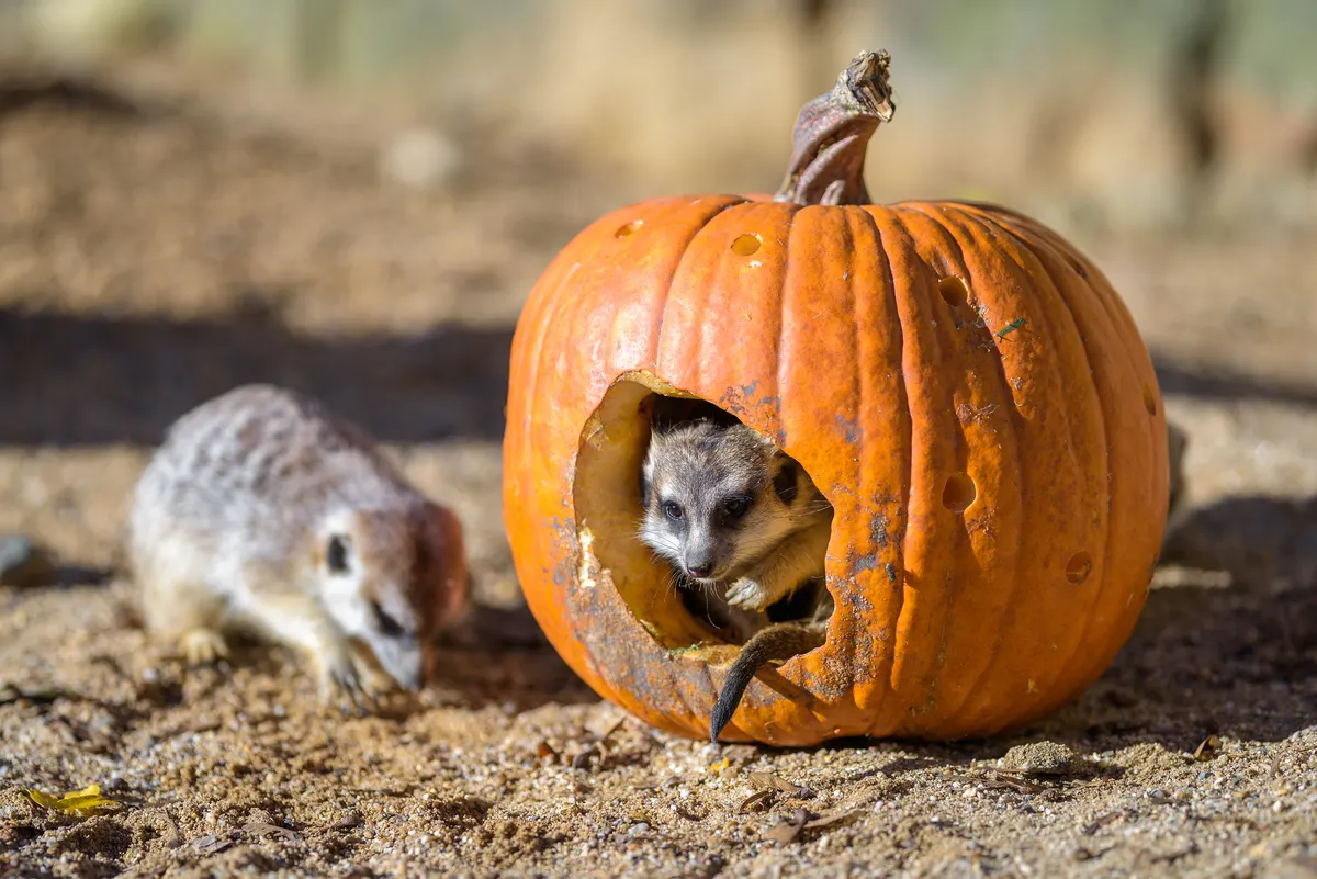 Meerkat standing upright on hind legs